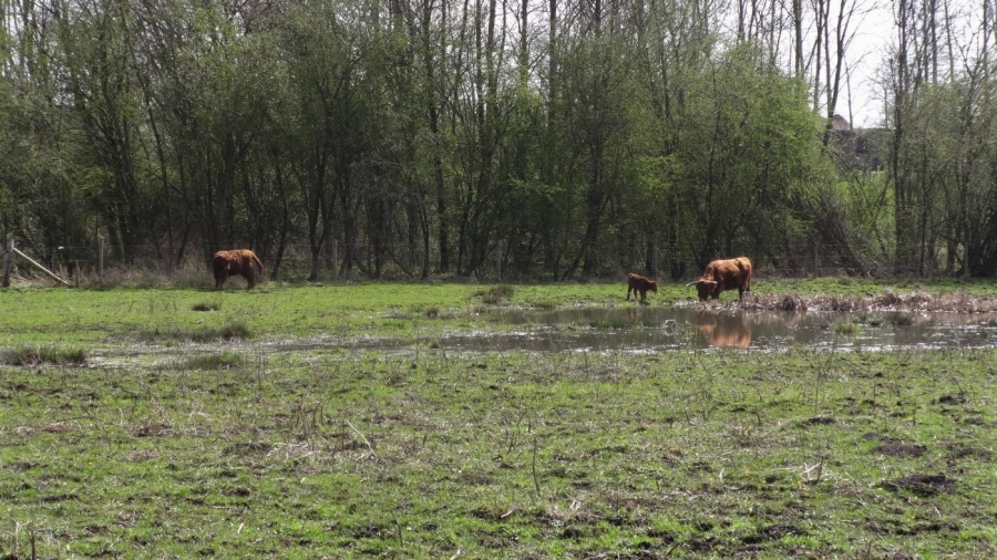 Broekbeemden Wellen