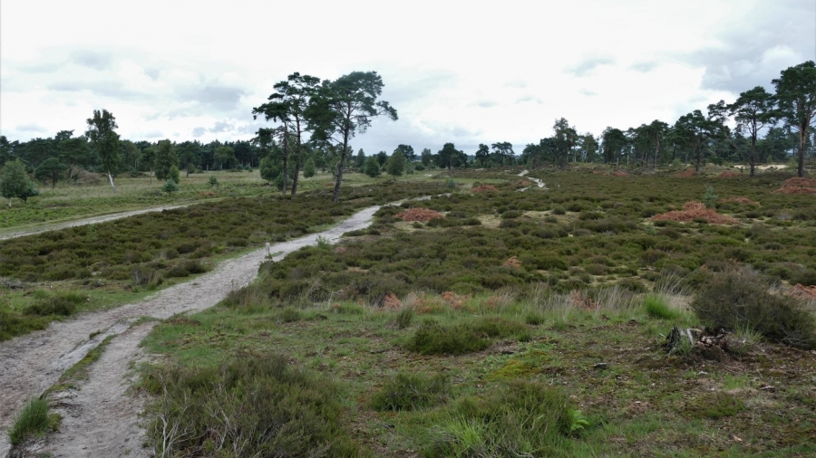 Kalmthoutse Heide