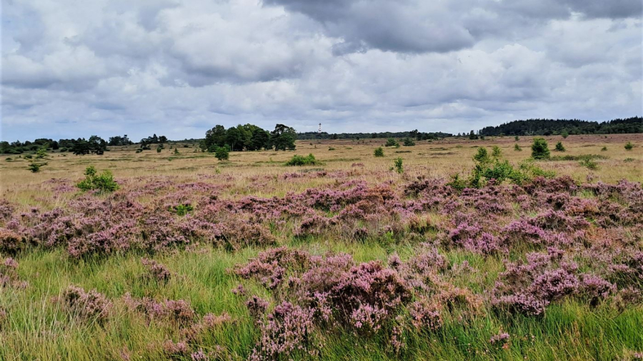 Fagne de Malchamps