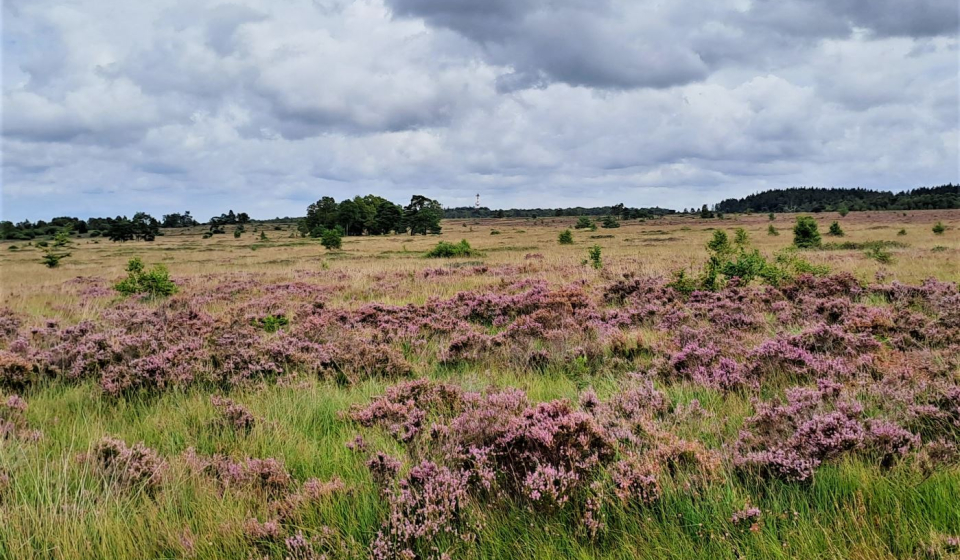 Fagne de Malchamps